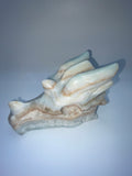 Caribbean Calcite Large Dragon