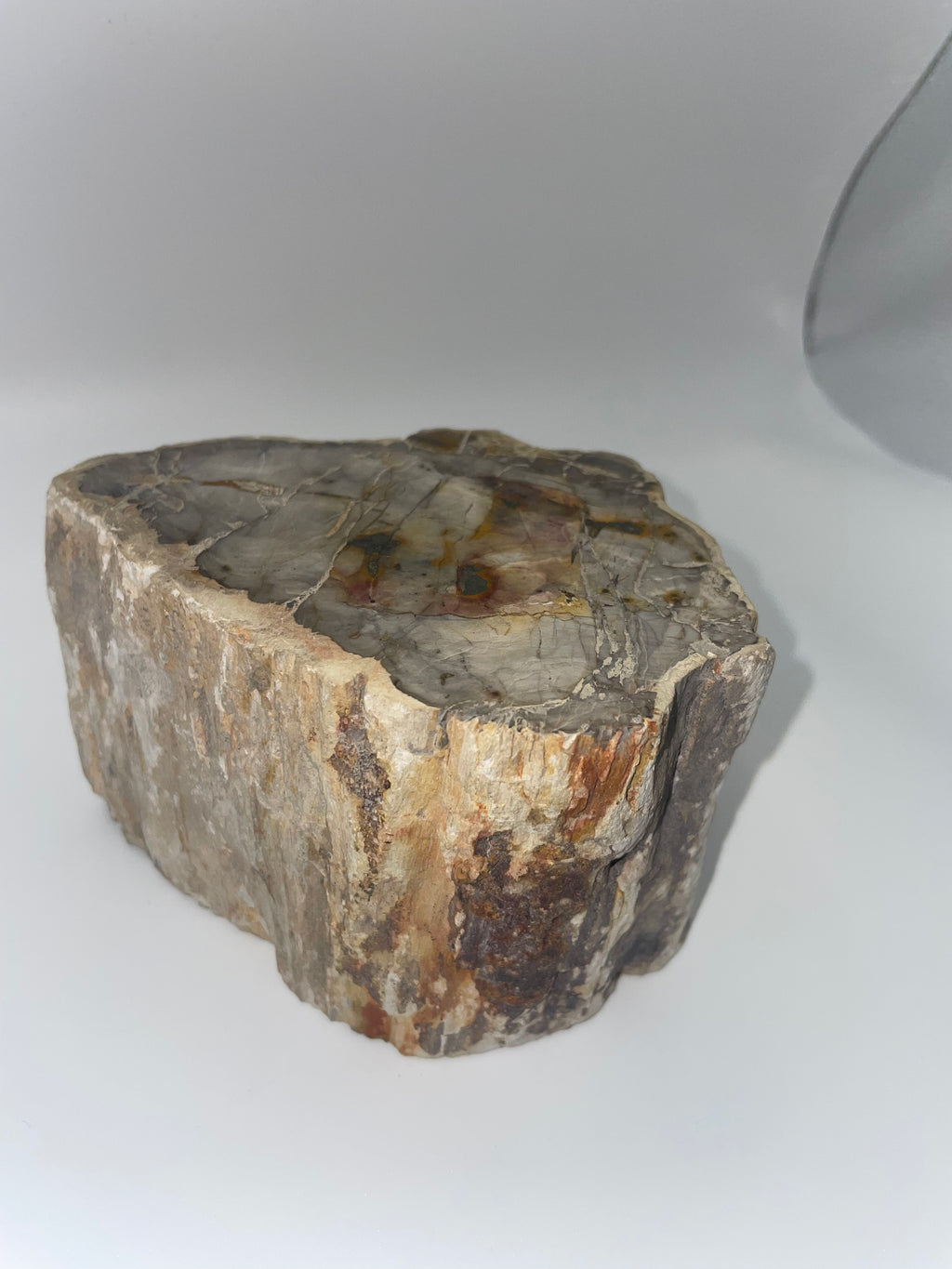 Raw Petrified Wood - Madagascar
