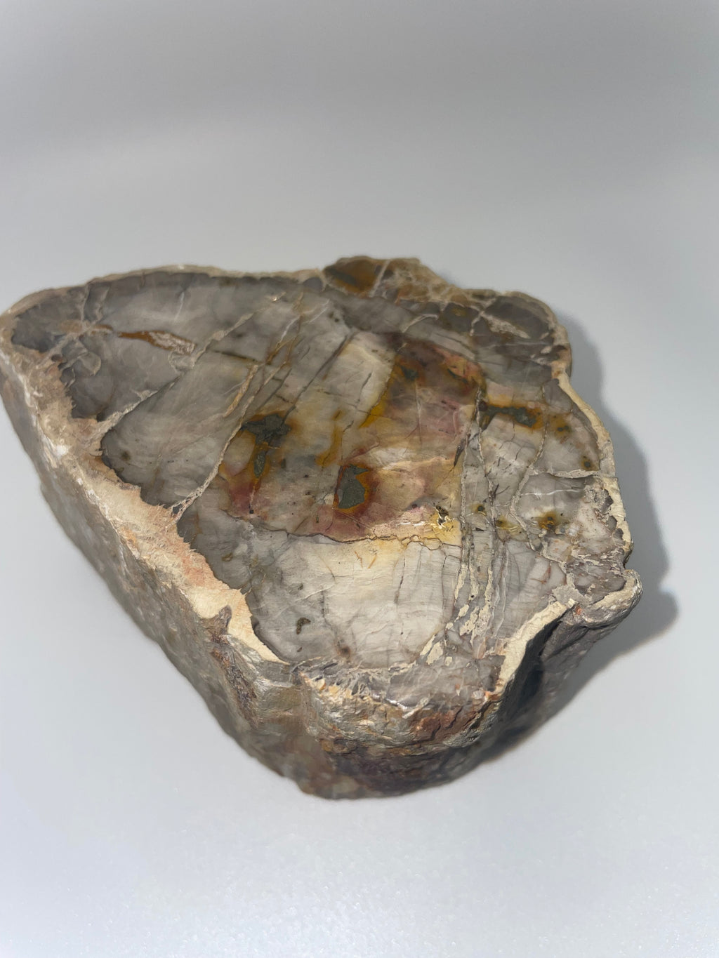Raw Petrified Wood - Madagascar