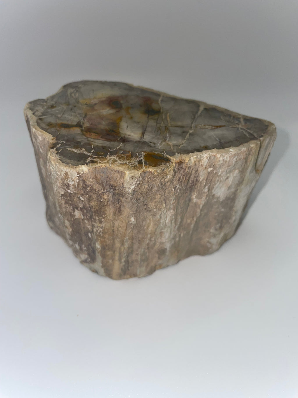 Raw Petrified Wood - Madagascar