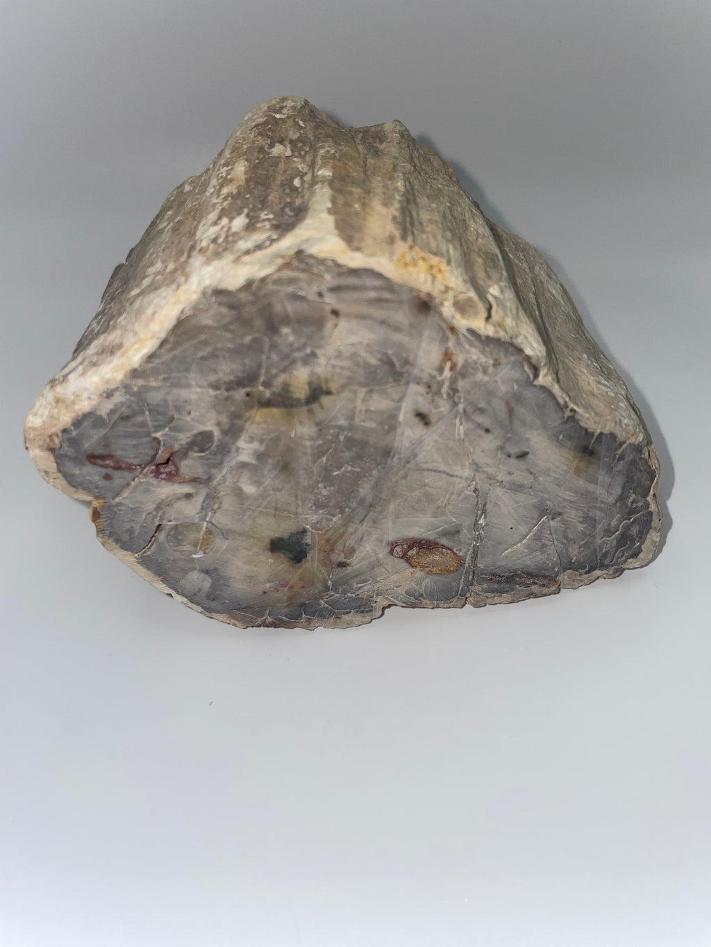 Raw Petrified Wood - Madagascar