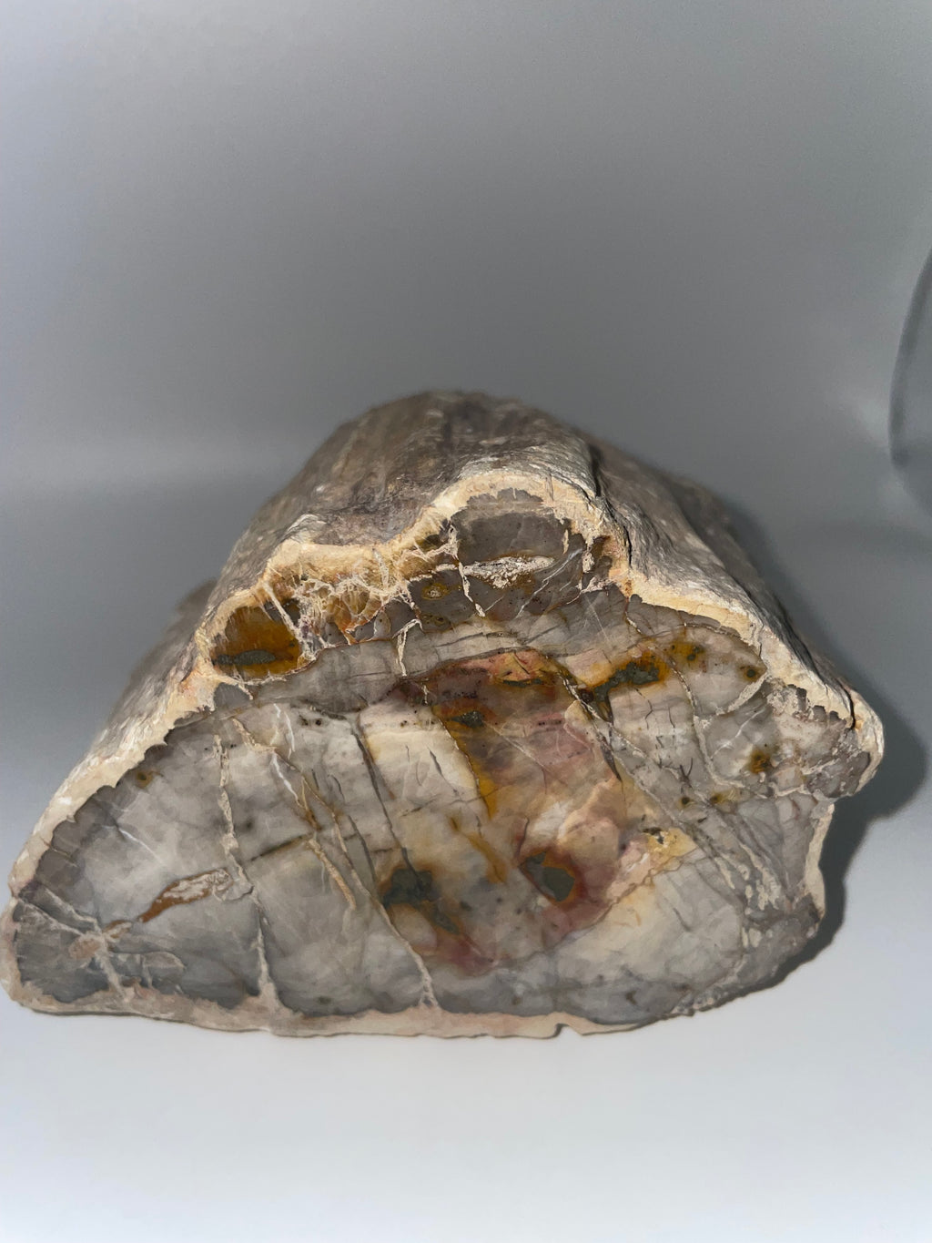Raw Petrified Wood - Madagascar